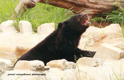 Bear1 400x260 Zoo Photography: How to Get that Perfect Shot?