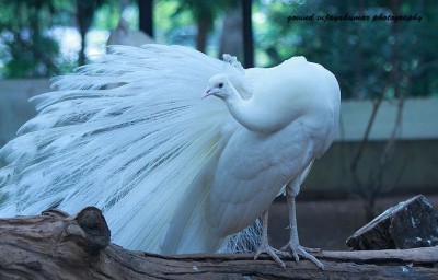 White Peacock1 400x256 Zoo Photography: How to Get that Perfect Shot?