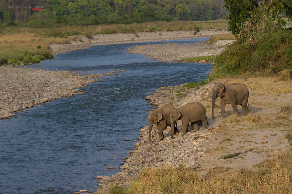 Wildlife Photography of Elephants 106mm