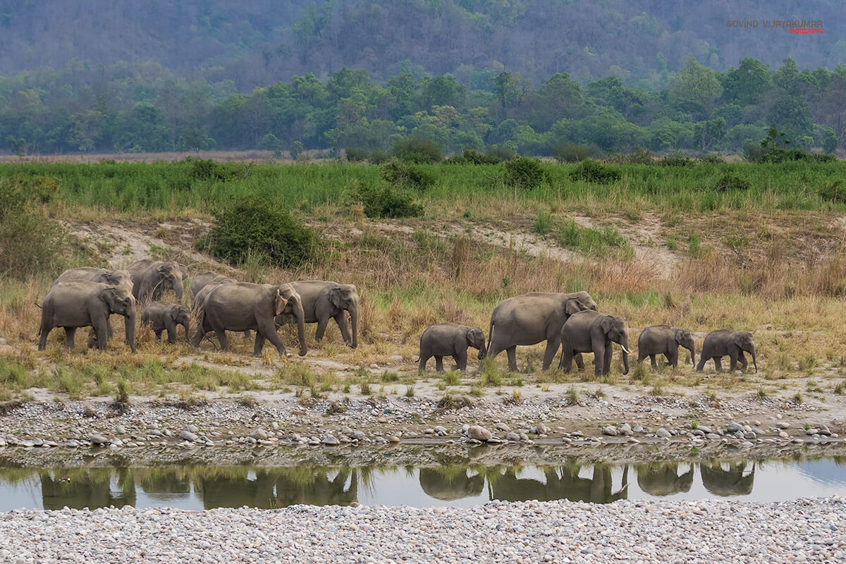 Wildlife Photography of Elephants 70mm