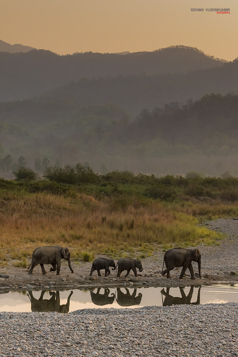Wildlife Photography Elephants 70mm