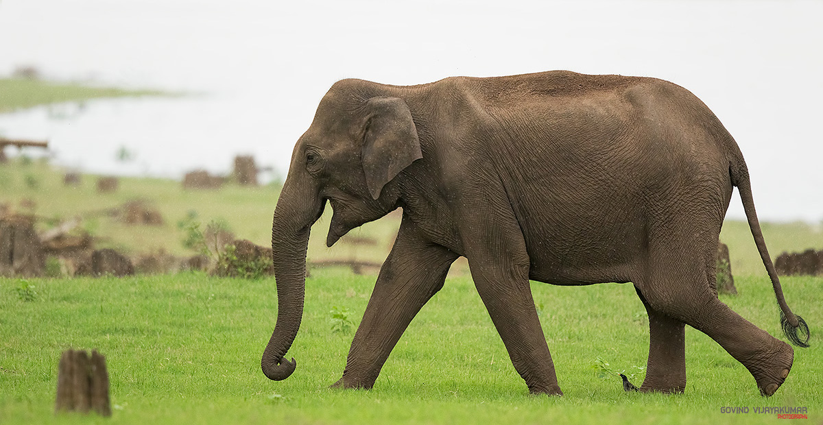 Govind_Vijayakumar_Photography_Contact1