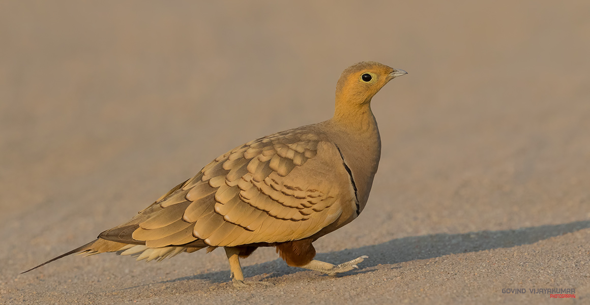 Govind_Vijayakumar_Photography_Contact2