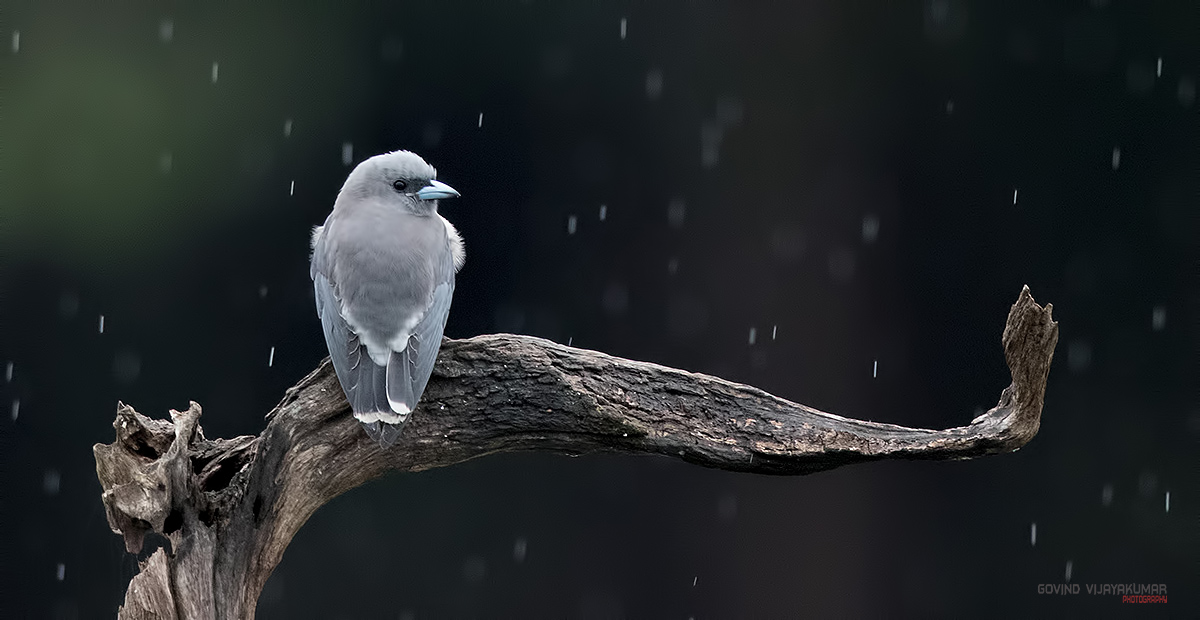 Govind_Vijayakumar_Photography_Contact3