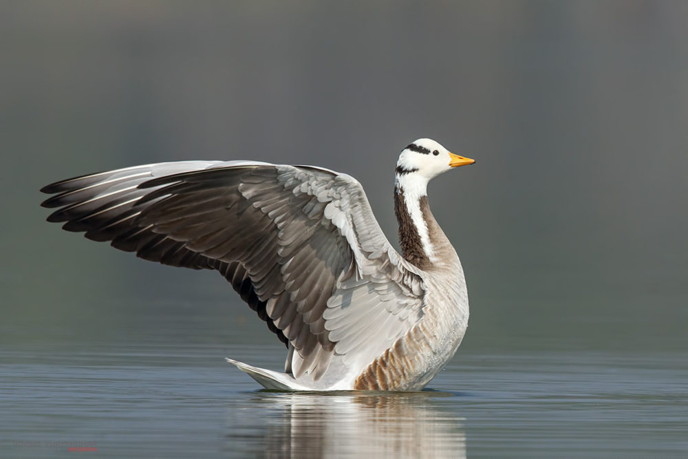Bar headed Geese from Mysore