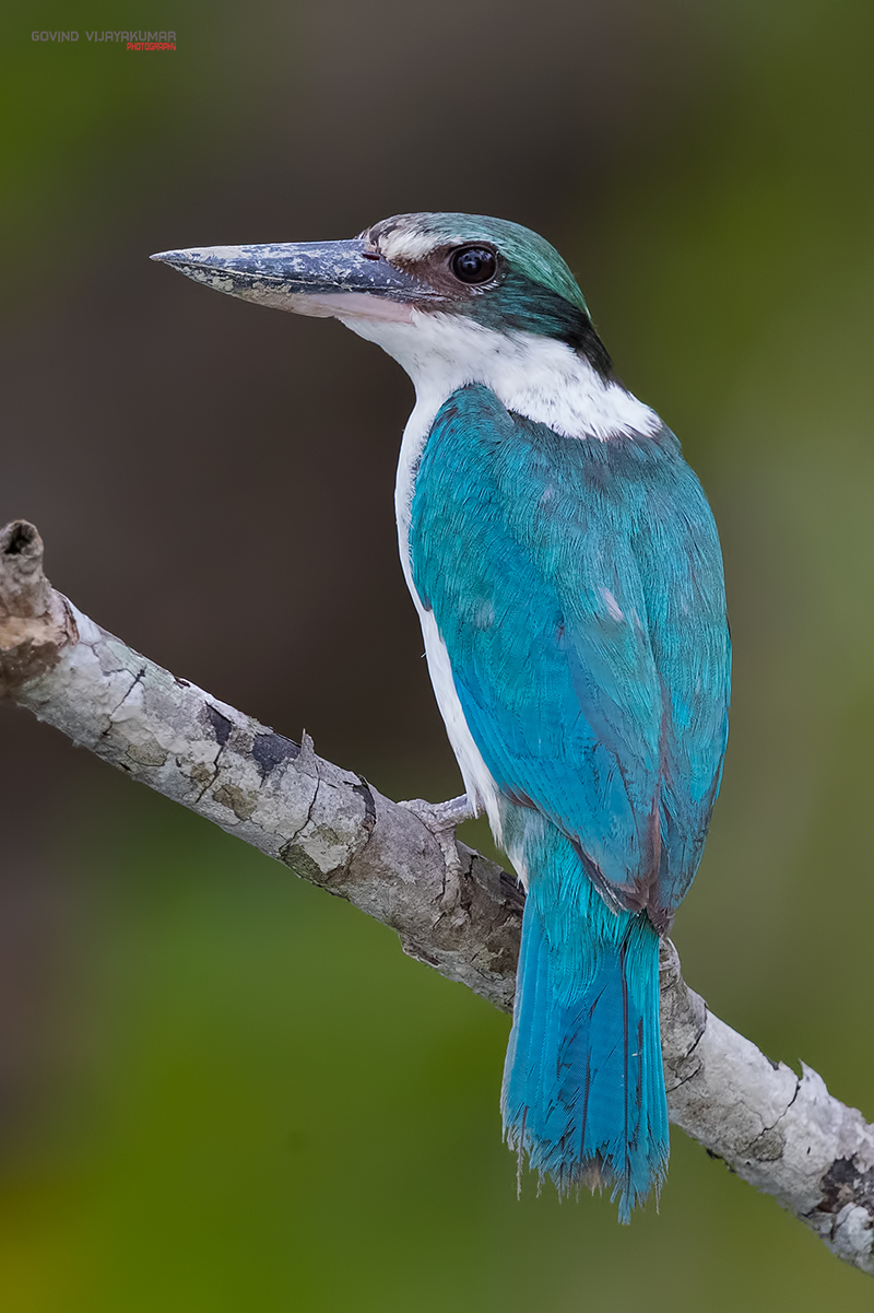 Collared Kingfisher from Sunderbans, West Bengal
