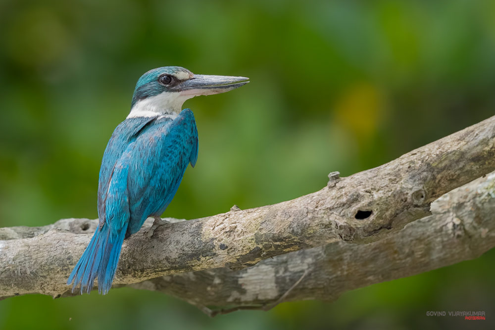 Collared Kingfisher from Sunderbans, West Bengal