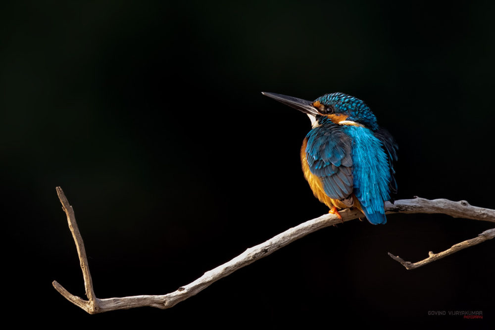 Common Kingfisher from Galibore, Karnataka