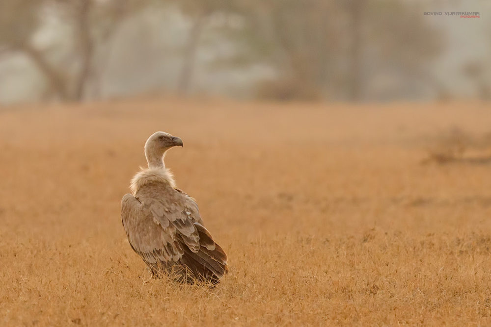 Eurasian Griffon Vulture from Bikaner, Rajasthan