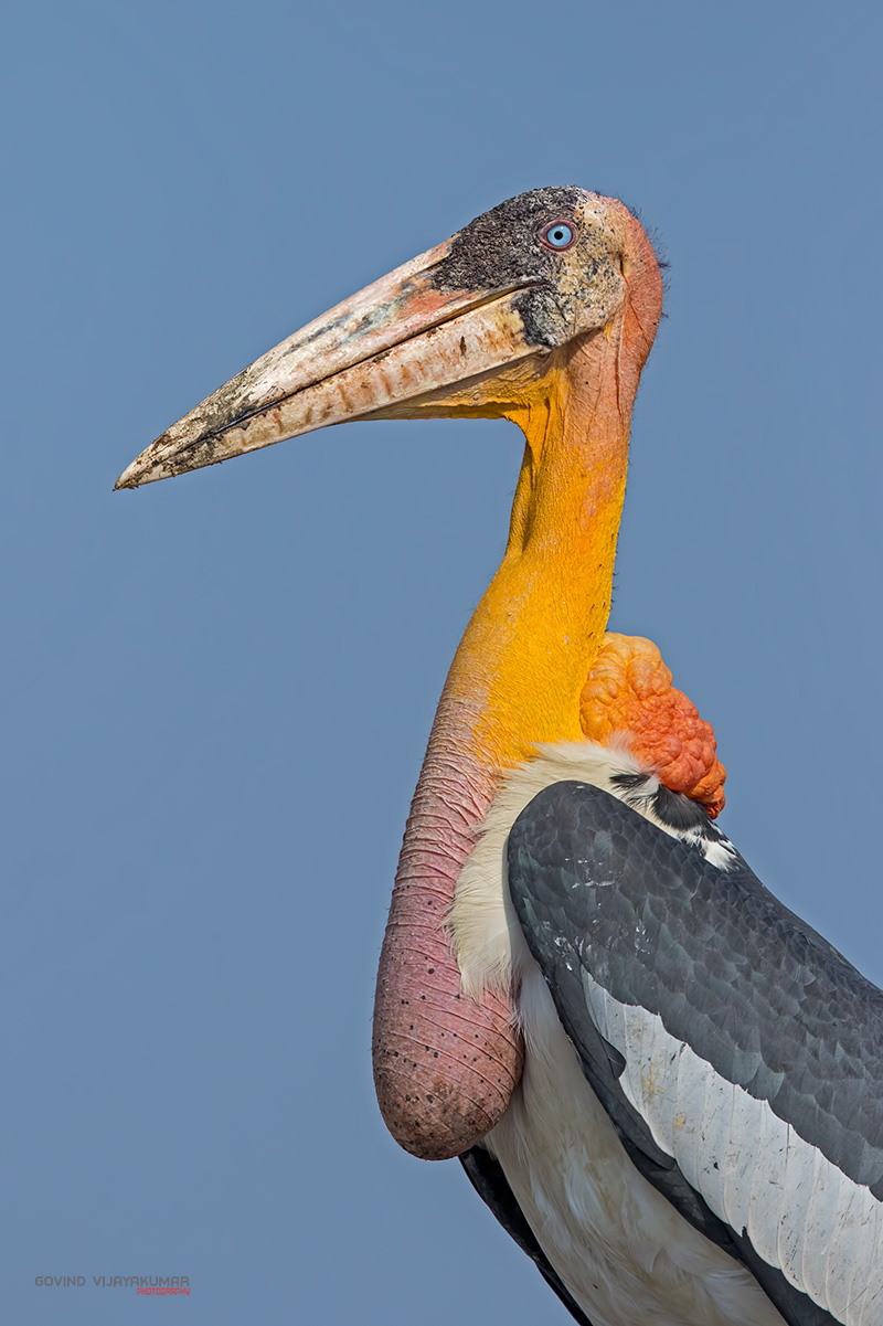 Greater Adjutant Stork from Guwahati, Assam