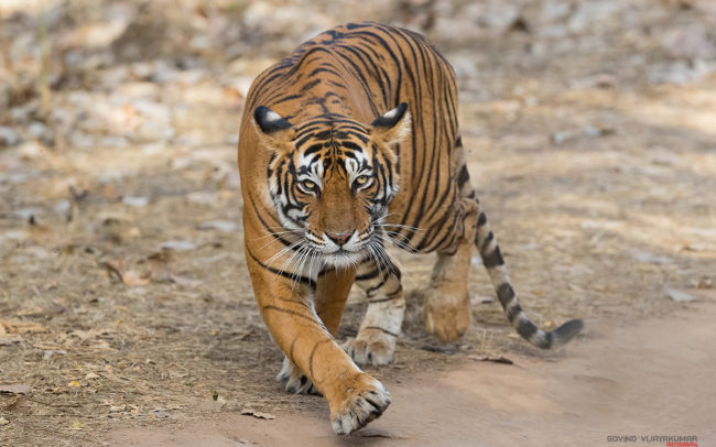 Catwalk- Tigress Noor from Ranthambore, Rajasthan