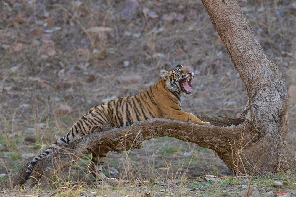 Tiger Cub's Flehmen Response from Ranthambore, Rajasthan