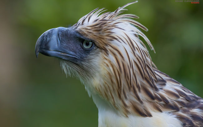 Philippine Eagle from Philippines