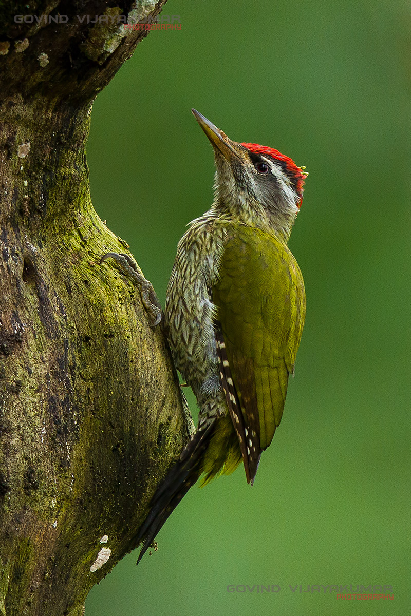 Streak Throated Woodpecker from Valparai, Tamil Nadu