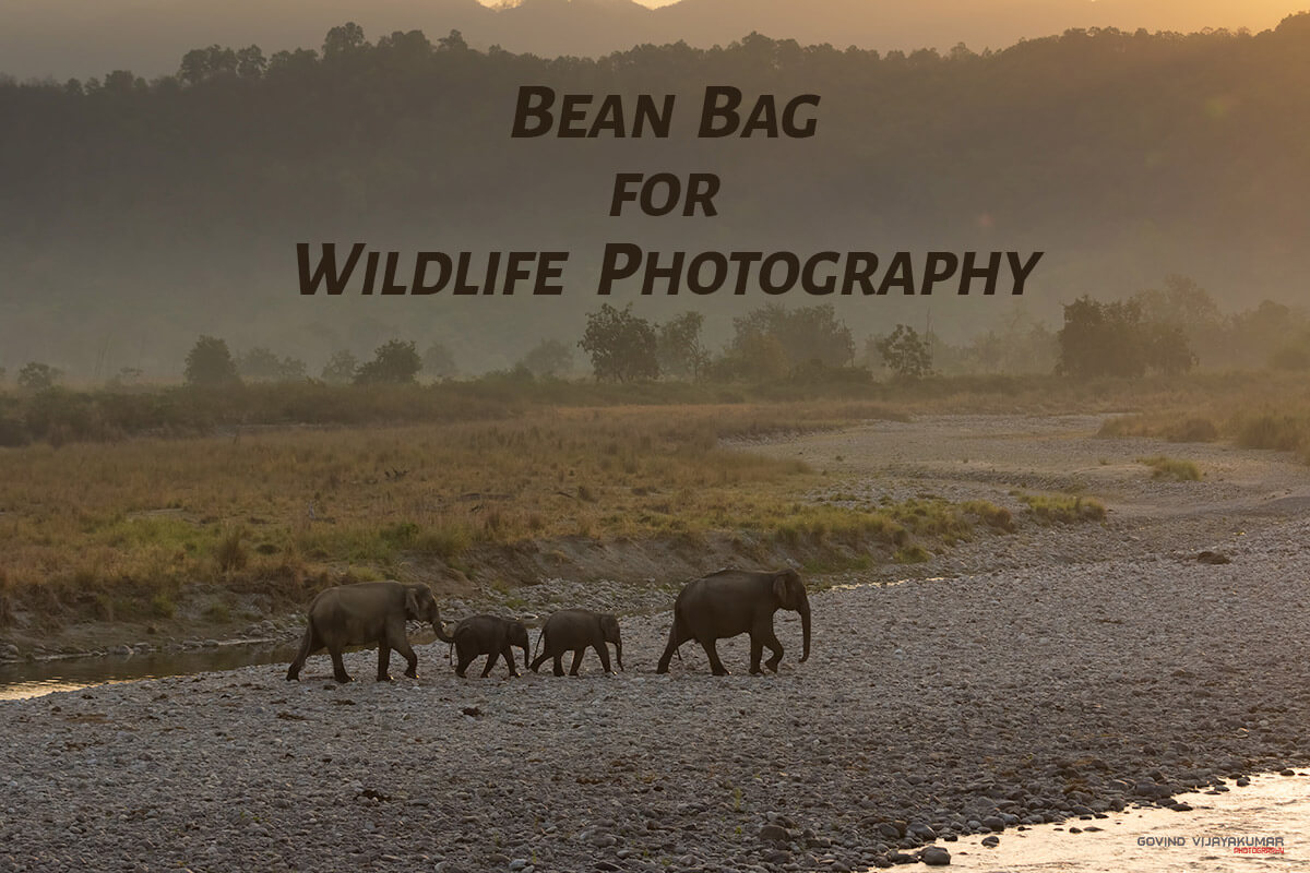 Do You Really Need a Bean Bag for Wildlife Photography? PhotographyAxis