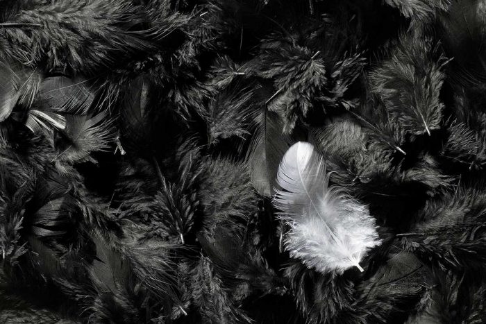 Black and White Photography Feathers