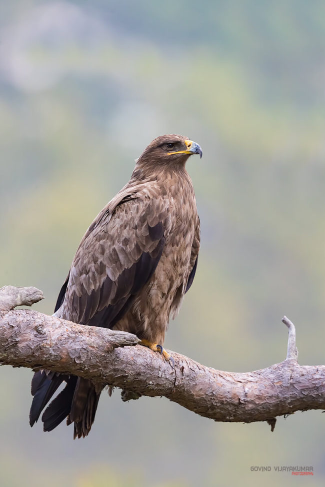 9 Tips to Choose Best Camera Lens for Bird Photography PhotographyAxis