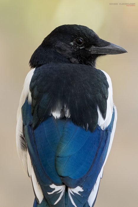 Bird Close Up Photography