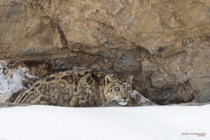 Snow Leopard Photography