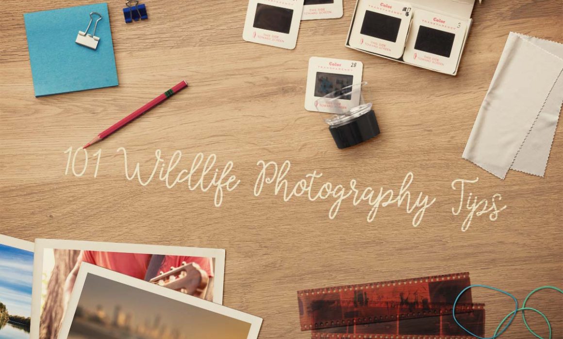101 Wildlife Photography Tips