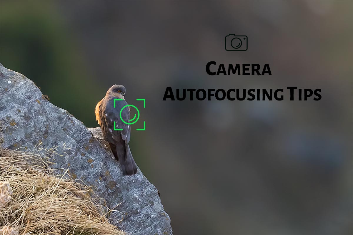 10 Useful Focusing Tips for Photographers PhotographyAxis