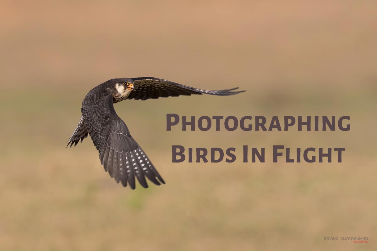Photographing Birds in Flight PhotographyAxis