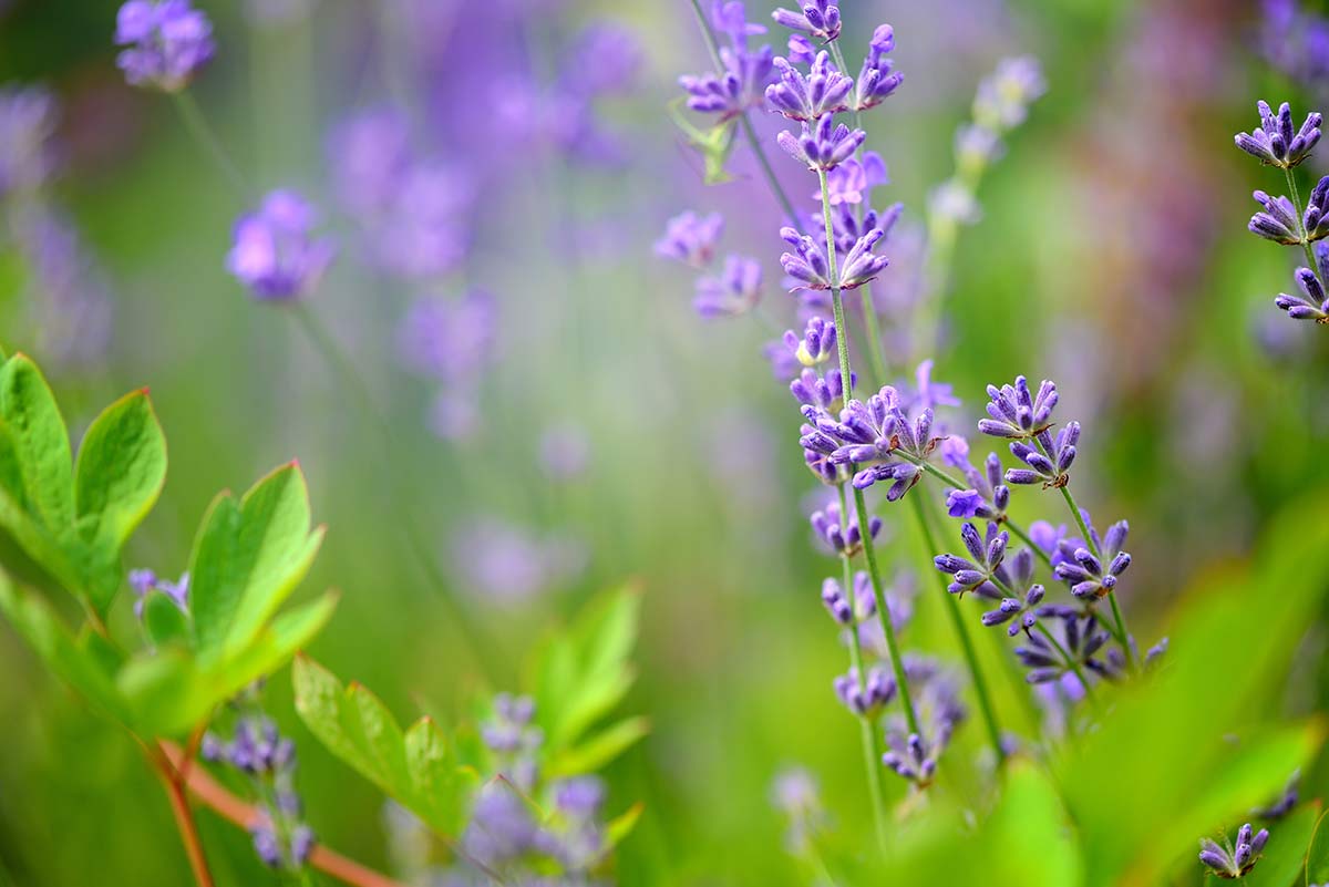 11 Types of Natural Light in Photography PhotographyAxis