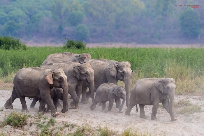 Elephant Herd rushing to Ramganga River, Corbett