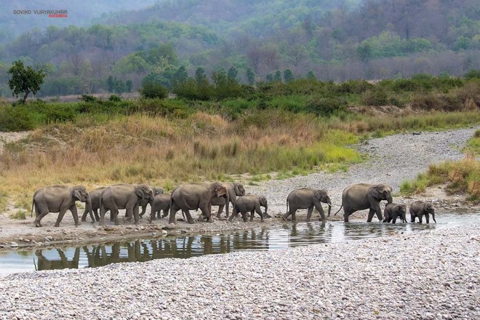 Elephant Herd from Dhikala