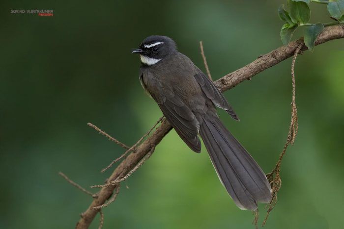 White-Spotted Fantail Flycatcher