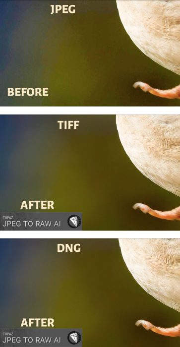 JPEG, DNG and TIFF Comparison