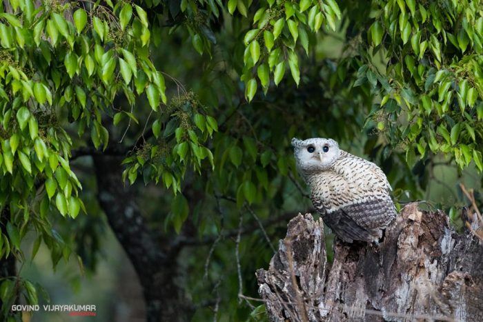 Spot Bellied Eagle Owl