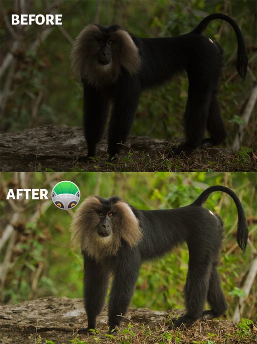 PhotoLemur 3 Before and After Image