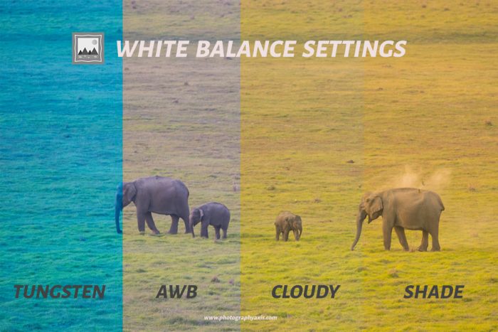 White Balance Settings