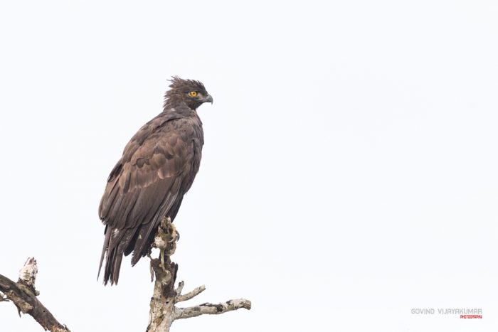 Changeable Hawk Eagle Dark Morph