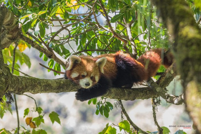 Red Panda from Singalila National Park