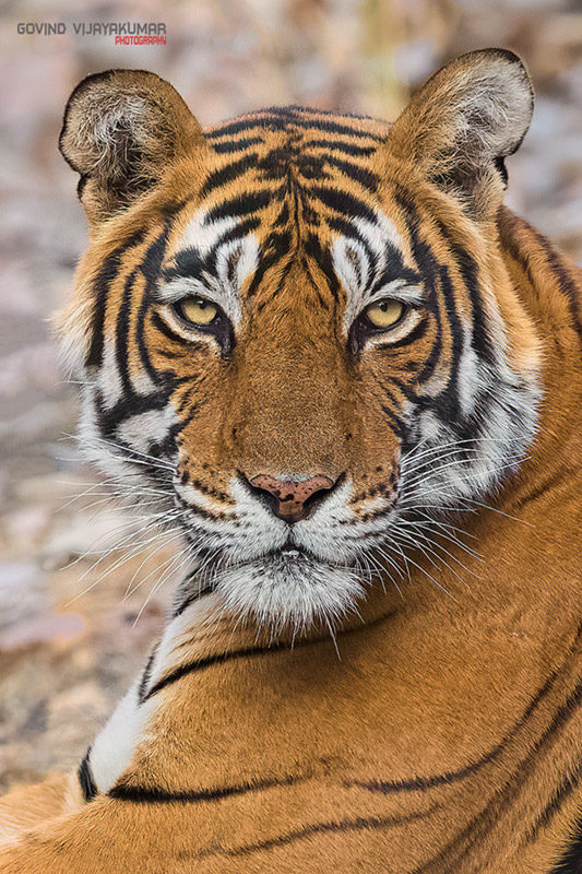 Tiger Portrait using fill the Frame Composition