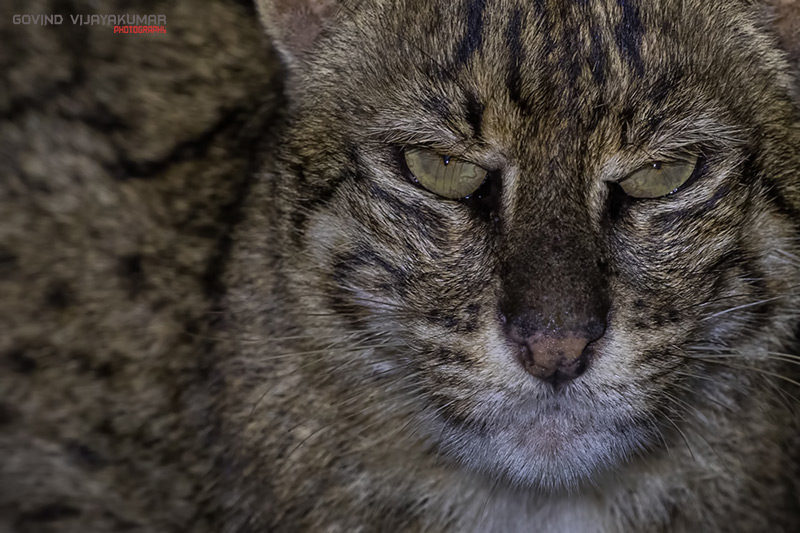 Fill in Frame: Fishing Cat Close Up