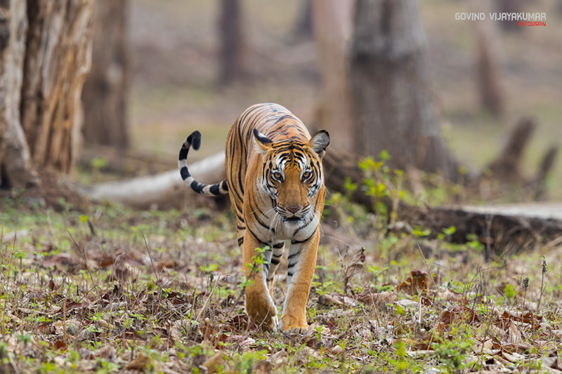 Tigress from Nagarhole National Park