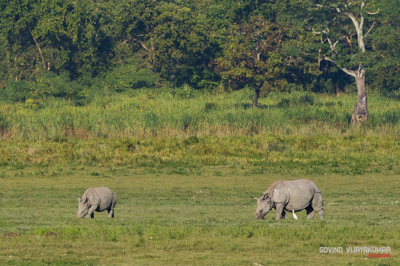 Rhinoceros from Kaziranga National Park