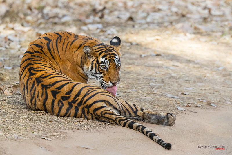 Tigress Noor From Ranthambore