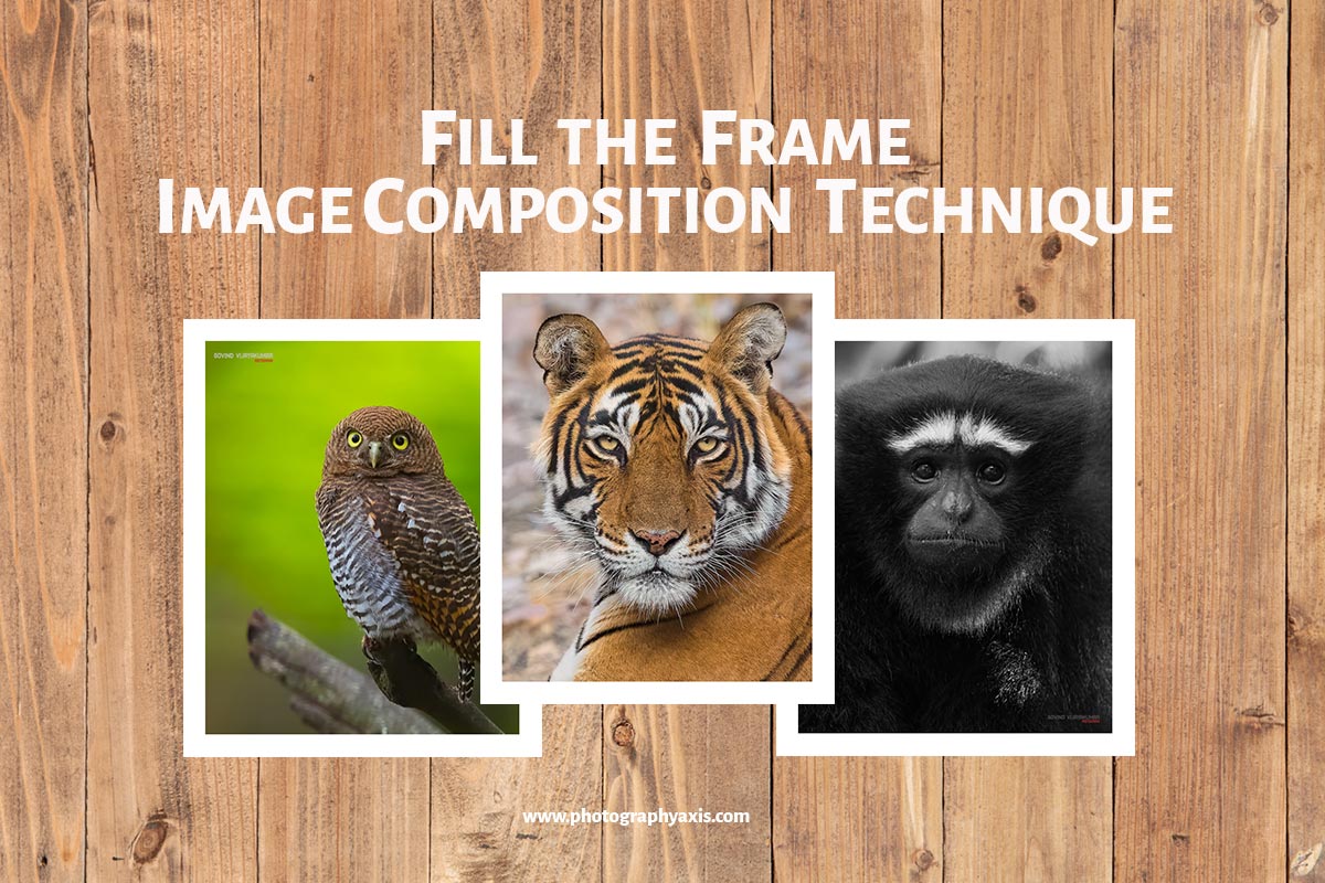 Fill the Frame Photography for Stunning Images PhotographyAxis