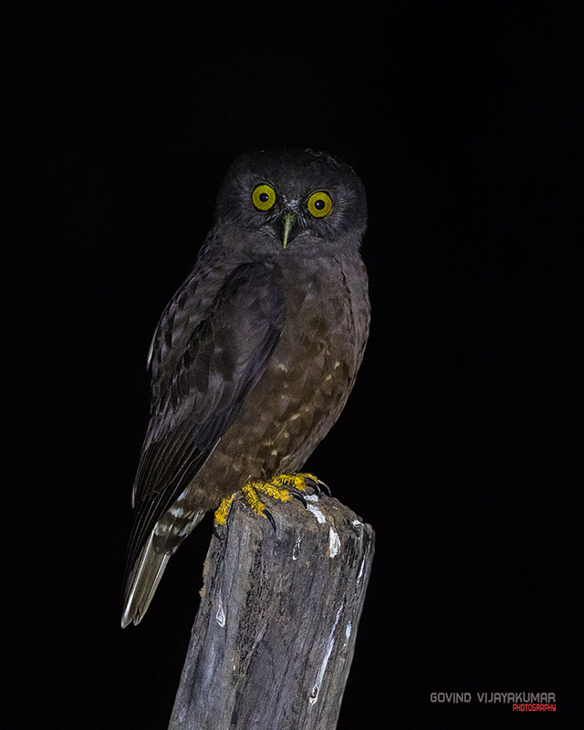 Humes Hawk Owl