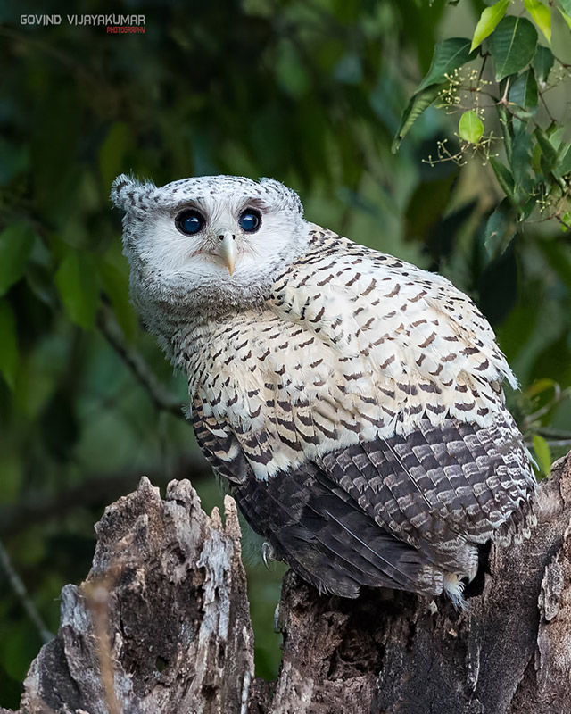 Spot-Bellied Eagle Owl Portrait