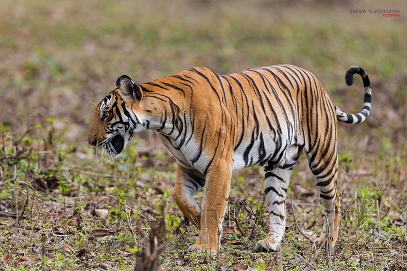 Wild Tiger From Kabini
