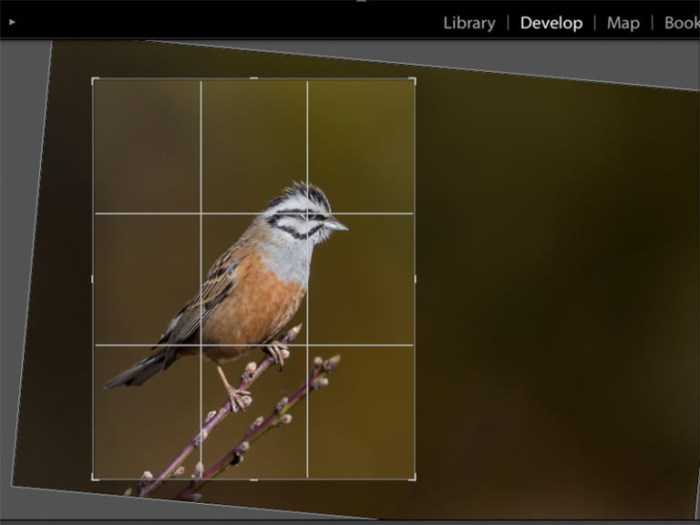 How to Crop and Straighten in Lightroom Easy Way PhotographyAxis