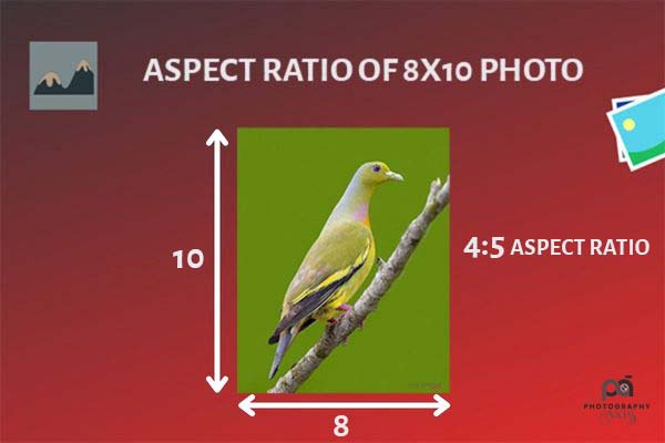 Aspect Ratio of 8x10 Photo