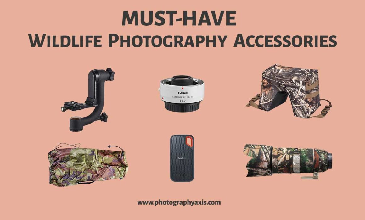 Best Wildlife Photography Accessories