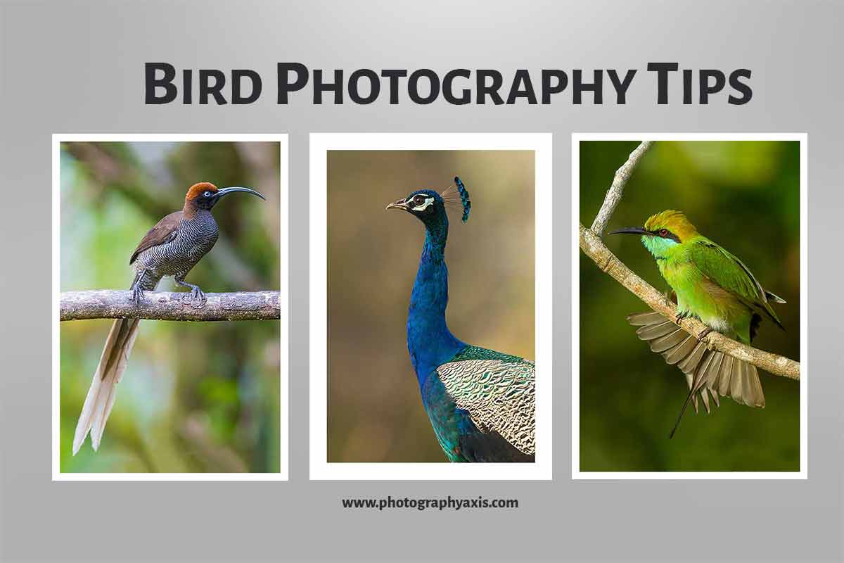33 Best Bird Photography Tips for Stunning Bird Shots - PhotographyAxis