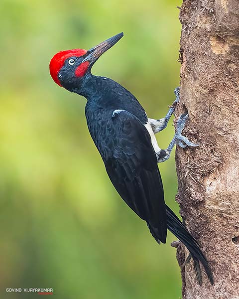 Bird Pose-The Woodpecker. Pose